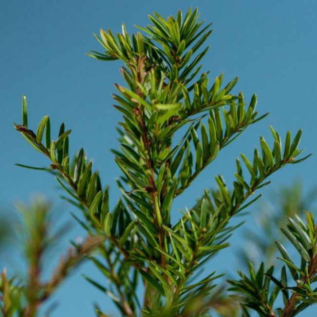 Gemeine Eibe (Taxus baccata) - HSBaum