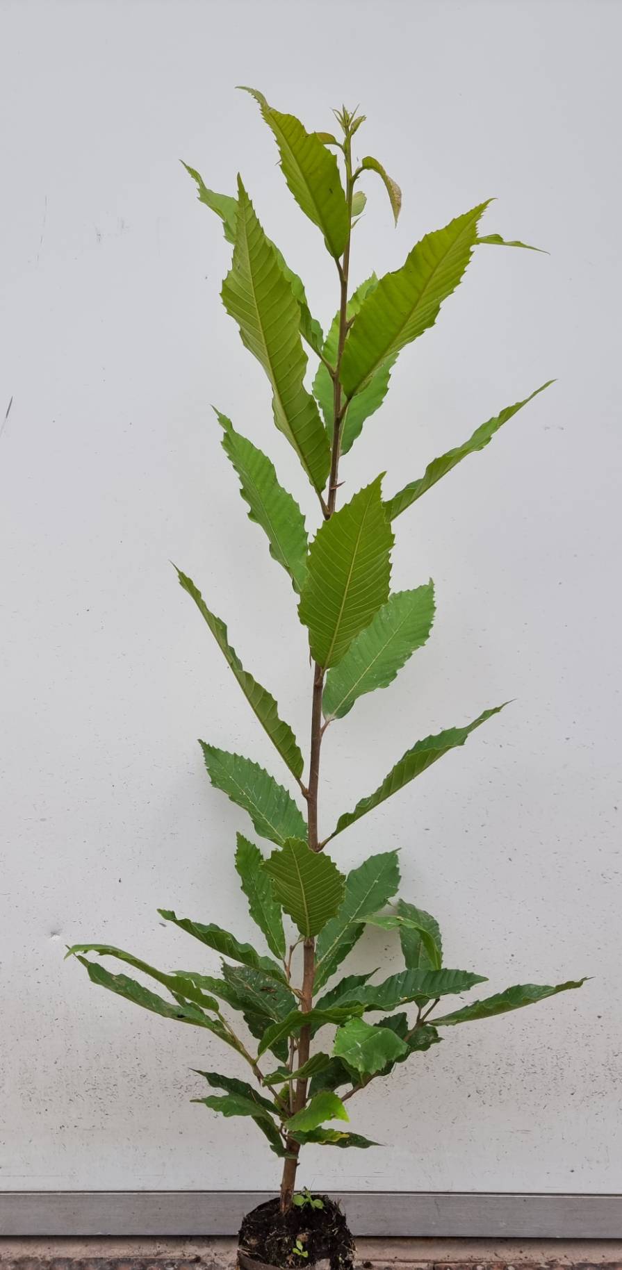 Esskastanie, Marone (Castanea sativa) Topf- bzw. Containerpflanze