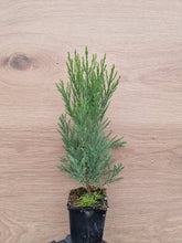 Lade das Bild in den Galerie-Viewer, Kalifornischer Berg- Mammutbaum (Sequoiadendron giganteum) Topf- bzw. Containerpflanze
