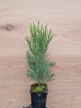 Load image into Gallery viewer, California mountain sequoia (Sequoiadendron giganteum) pot/container plant
