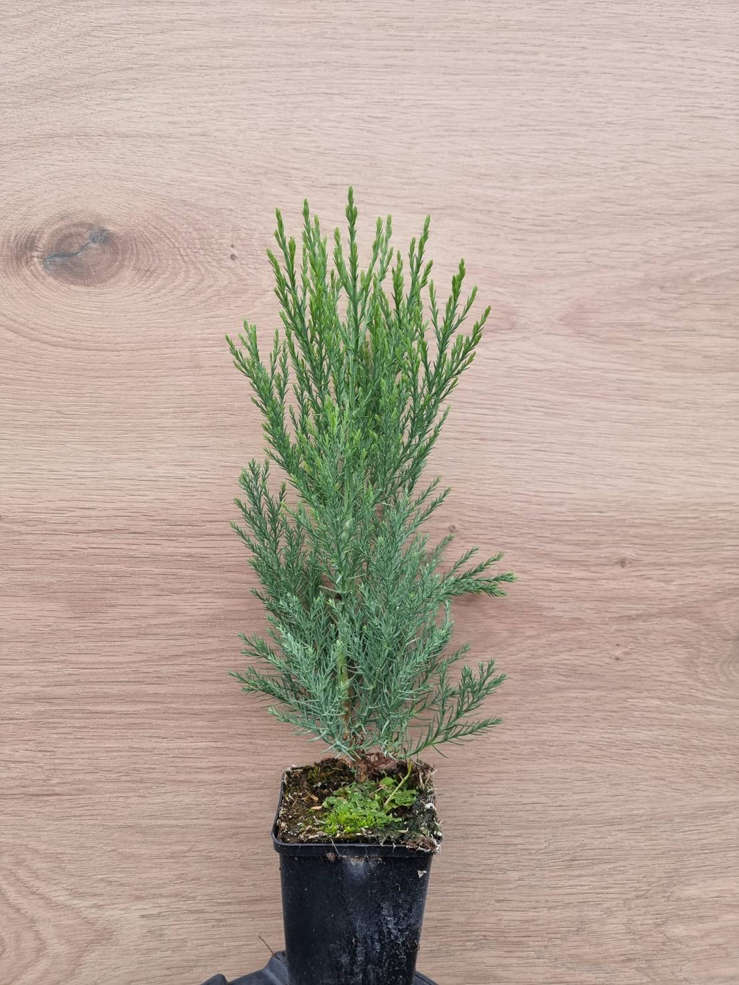 California mountain sequoia (Sequoiadendron giganteum) pot/container plant