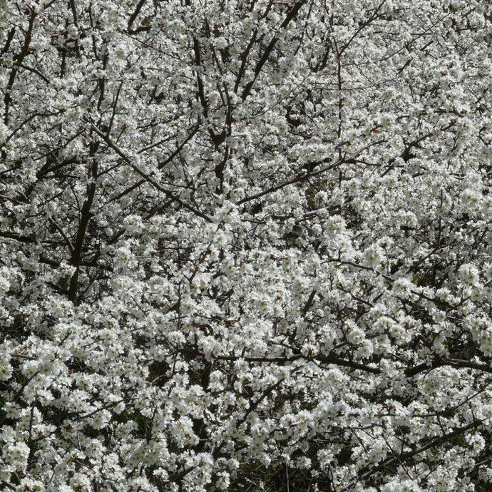 Schlehe, Schlehdorn, Schwarzdorn (Prunus spinosa) - HSBaum
