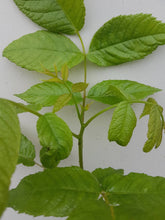 Lade das Bild in den Galerie-Viewer, Hybrid-Nuss, Intermedia-Hybride NG23 Lataule F1 Frankreich (Juglans nigra x Juglans regia) Weichwandcontainer/Container - HSBaum
