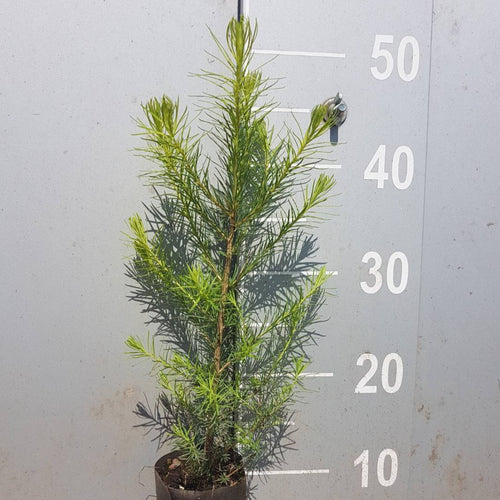 Europäische Lärche (Larix decidua) Weichwandcontainer - HSBaum