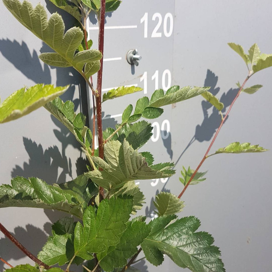 Mehlbeere (Sorbus aria) - HSBaum