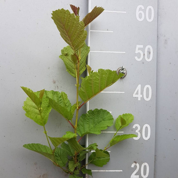 Schwarzerle (Alnus glutinosa) Roterle Weichwandcontainer - HSBaum