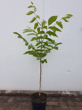 Load image into Gallery viewer, Hybrid-Nuss, Intermedia-Hybride NG23 Lataule F1 Frankreich (Juglans nigra x Juglans regia) Weichwandcontainer/Container - HSBaum
