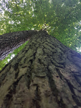 Lade das Bild in den Galerie-Viewer, Esskastanie, Marone (Castanea sativa) - HSBaum
