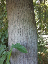 Lade das Bild in den Galerie-Viewer, Esskastanie, Marone (Castanea sativa) - HSBaum
