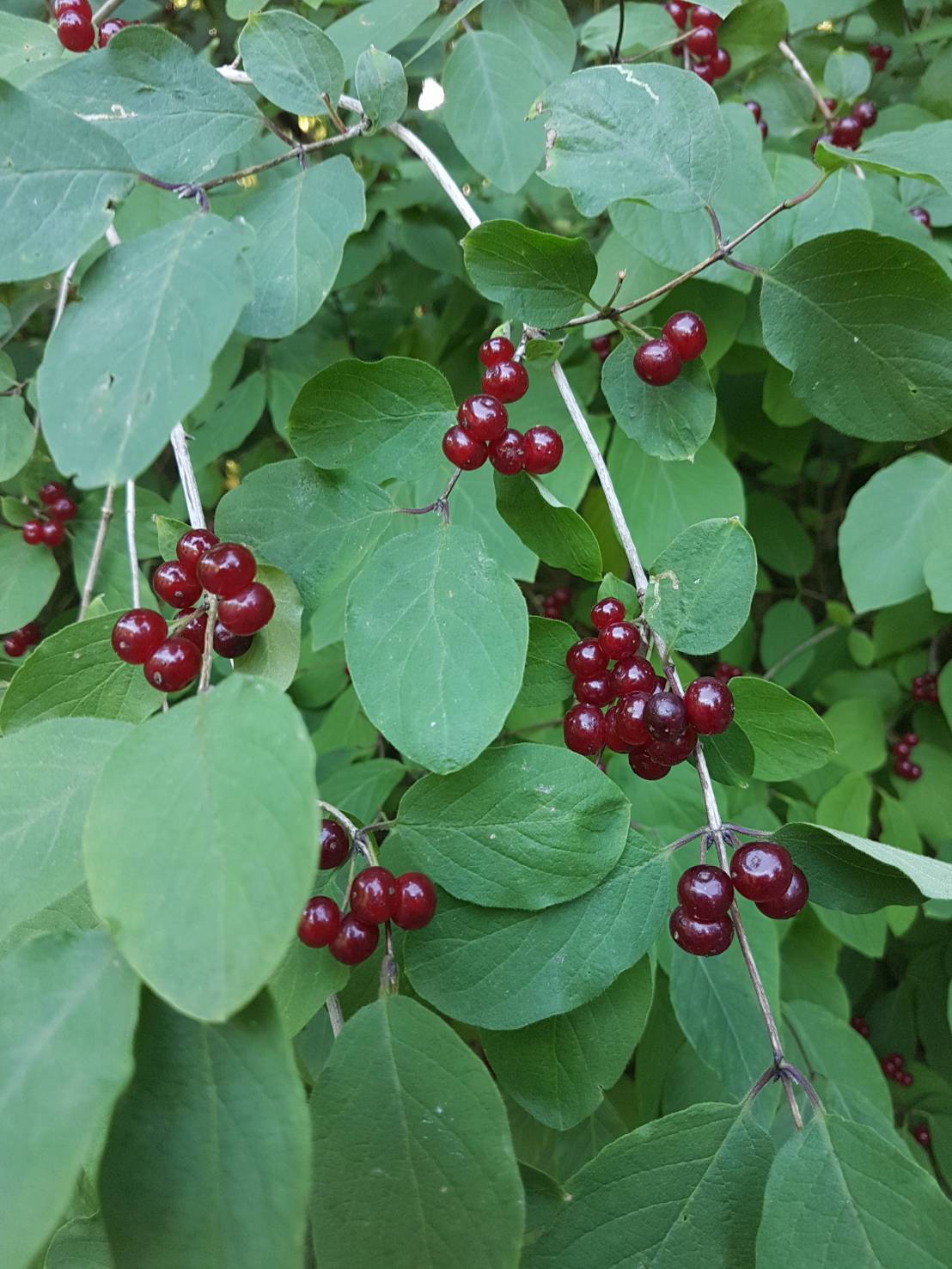 Heckenkirsche (Lonicera xylosteum) online kaufen bei HS Baum