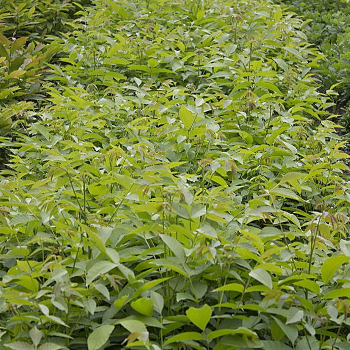 Echte Walnuss (Juglans regia) - HSBaum