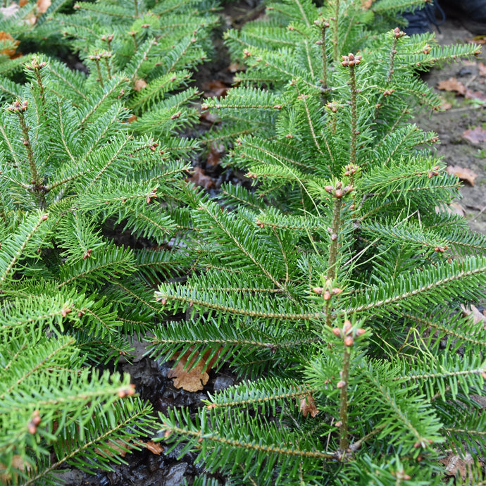 Türkische Tanne (Abies bornmülleriana) - HSBaum