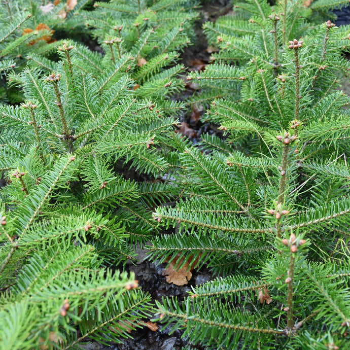 Türkische Tanne (Abies bornmülleriana) - HSBaum