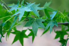 Lade das Bild in den Galerie-Viewer, Amerikanischer Amberbaum (Liquidambar styraciflua)
