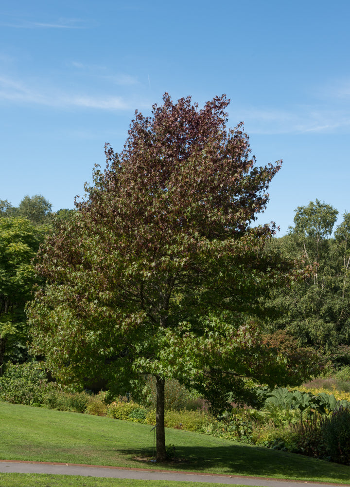 Amerikanischer Amberbaum (Liquidambar styraciflua)