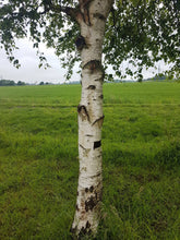 Lade das Bild in den Galerie-Viewer, Sandbirke (Betula pendula) - HSBaum
