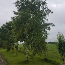 Lade das Bild in den Galerie-Viewer, Sandbirke (Betula pendula) - HSBaum
