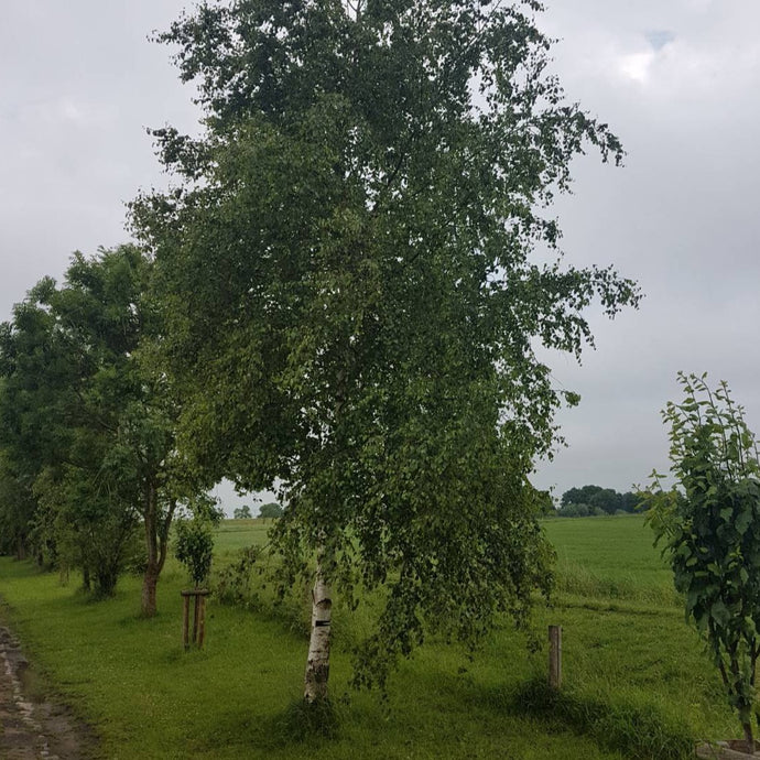 Sandbirke (Betula pendula) - HSBaum