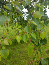 Lade das Bild in den Galerie-Viewer, Sandbirke (Betula pendula) - HSBaum
