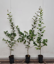 Load image into Gallery viewer, Hornbeam (Carpinus betulus) pot/container plant
