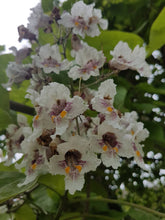 Lade das Bild in den Galerie-Viewer, Trompetenbaum (Catalpa bignonioides) - HSBaum
