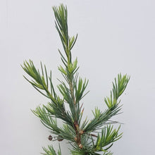 Lade das Bild in den Galerie-Viewer, Libanon-Zeder (Cedrus libani ssp. stenocoma) - HSBaum
