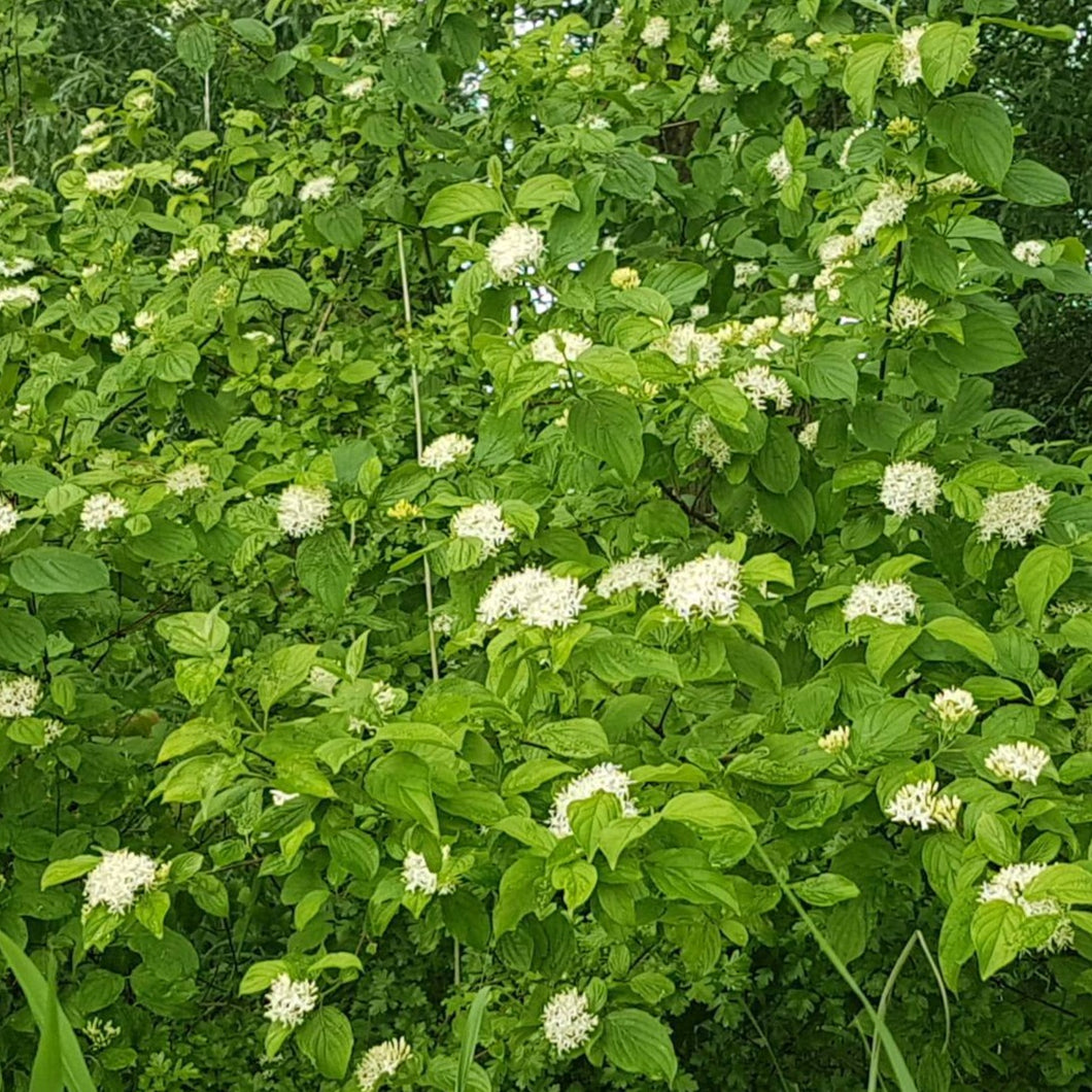 Roter Hartriegel (Cornus sanguinea) - HSBaum