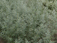 Lade das Bild in den Galerie-Viewer, Sanddorn (Hippophae Rhamnoides) - HSBaum
