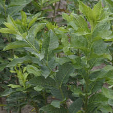 Lade das Bild in den Galerie-Viewer, Pfaffenhütchen (Euonymus Europaeus) - HSBaum
