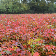 Lade das Bild in den Galerie-Viewer, Roteiche (Quercus rubra) - HSBaum
