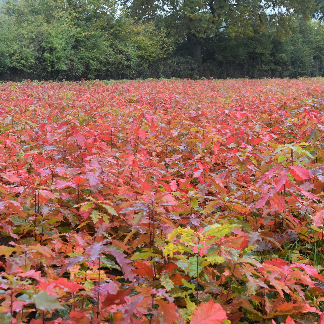 Roteiche (Quercus rubra) - HSBaum