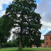 Lade das Bild in den Galerie-Viewer, Trauben-Eiche (Quercus petraea) - HSBaum
