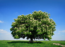 Load image into Gallery viewer, Sweet chestnut, chestnut (Castanea sativa) pot or container plant
