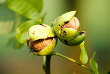 Load image into Gallery viewer, Hybrid-Nut, Intermedia-Hybrid NG23 Lataule F1 France (Juglans nigra x Juglans regia) soft-sided container
