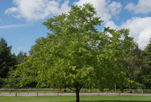 Load image into Gallery viewer, Hybrid-Nut, Intermedia-Hybrid NG23 Lataule F1 France (Juglans nigra x Juglans regia) soft-sided container
