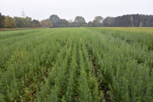 Lade das Bild in den Galerie-Viewer, Hybridlärche (Larix eurolepis) - HSBaum
