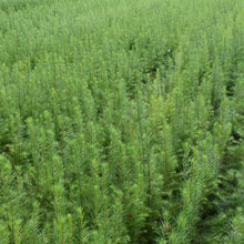 Lade das Bild in den Galerie-Viewer, Hybridlärche (Larix eurolepis) - HSBaum
