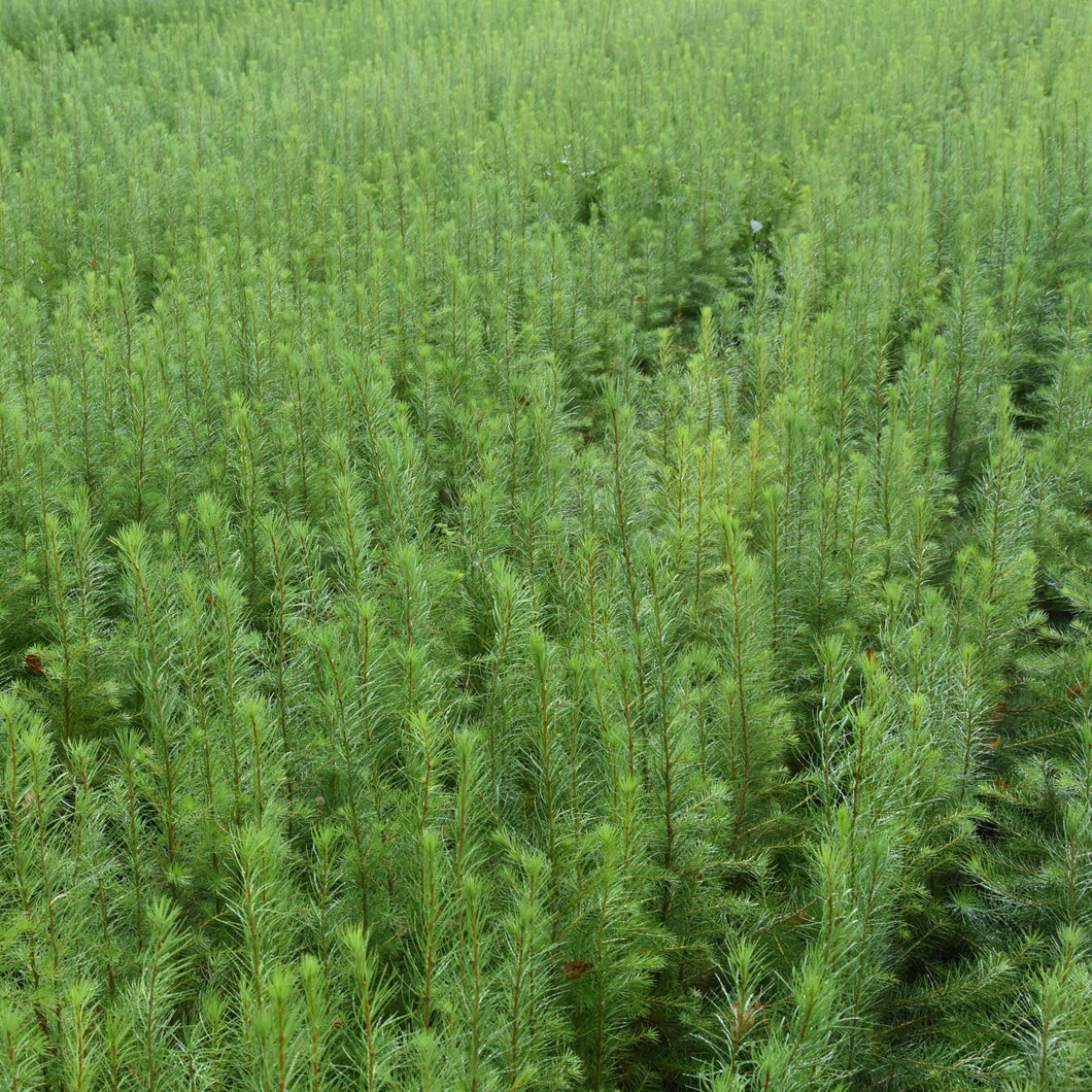 Hybridlärche (Larix eurolepis) - HSBaum