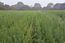 Lade das Bild in den Galerie-Viewer, Hybridlärche (Larix eurolepis) - HSBaum
