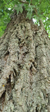 Lade das Bild in den Galerie-Viewer, Tulpenbaum (Liriodendron tulipifera) - HSBaum
