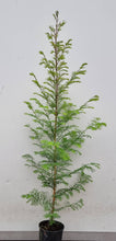 Load image into Gallery viewer, Dawn redwood (metasequoia glyptostroboides) pot/container plant
