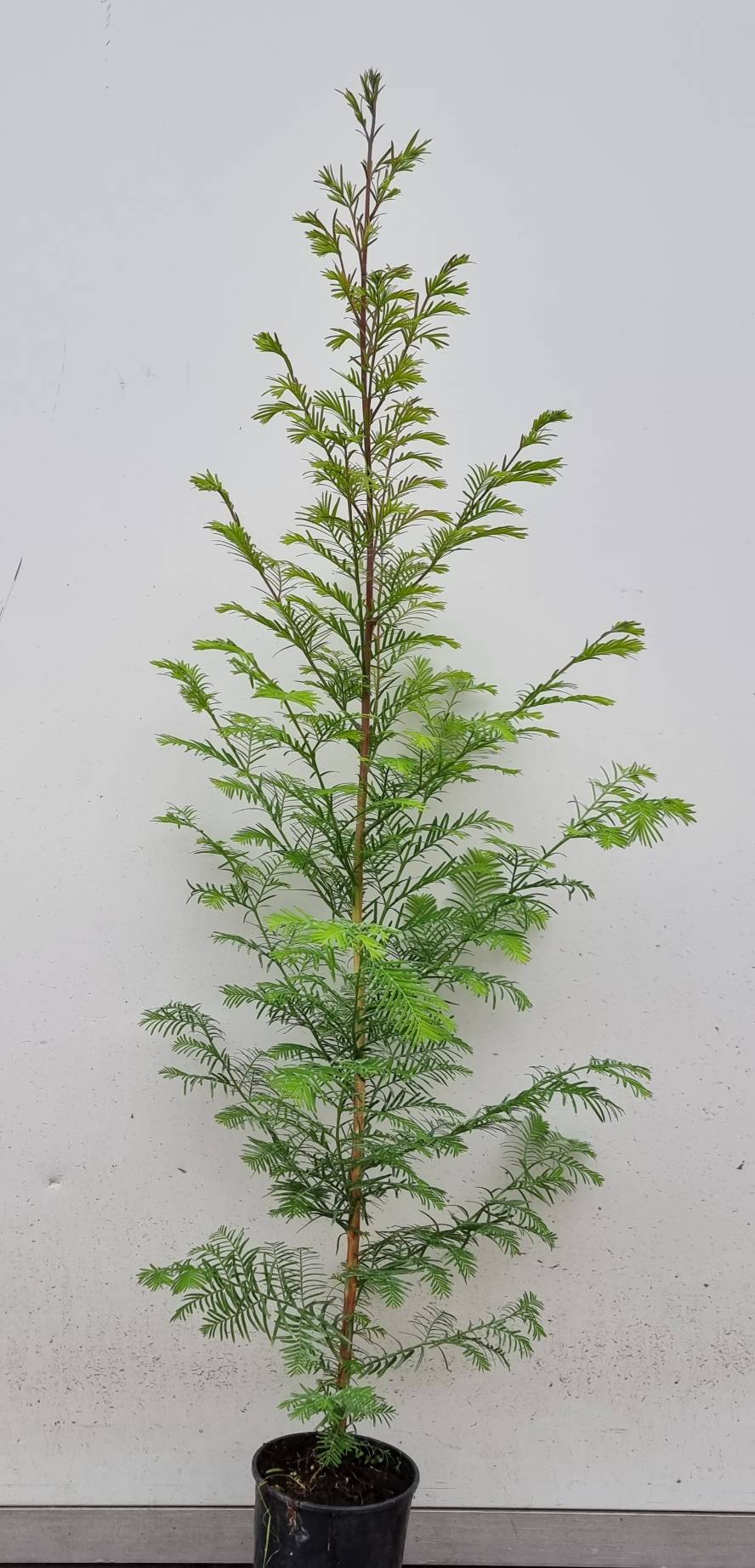 Urweltmammutbaum (Metasequoia glyptostroboides) Container/Quickpot online  kaufen bei HS Baum | HSBAUM.de  HSBaum GmbH