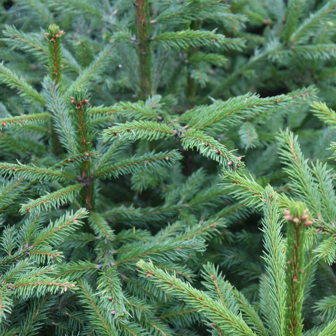 Fichte, Rotfichte (Picea abies) - HSBaum