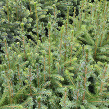 Lade das Bild in den Galerie-Viewer, Serbische Fichte (Picea omorica) - HSBaum
