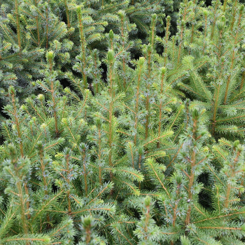 Serbische Fichte (Picea omorica) - HSBaum