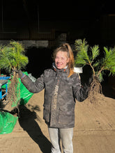 Lade das Bild in den Galerie-Viewer, Weymouthkiefer (Pinus strobus)
