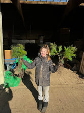 Lade das Bild in den Galerie-Viewer, Weymouthkiefer (Pinus strobus)
