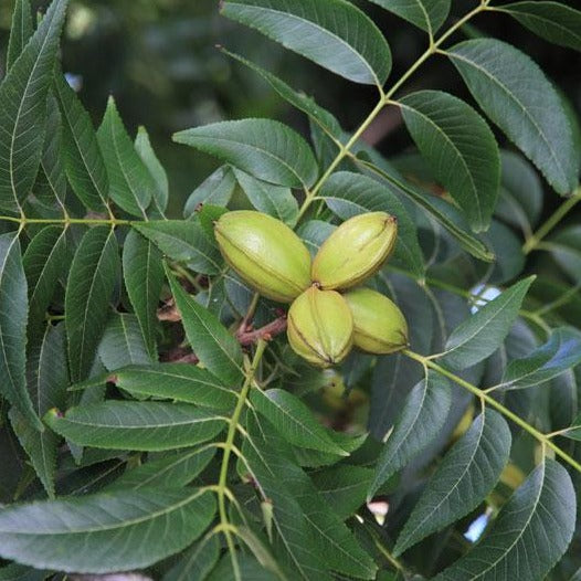 Pekannuss (Carya illinoinensis) Topf