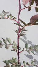 Load image into Gallery viewer, Blaue Hechtrose (Rosa glauca) - HSBaum

