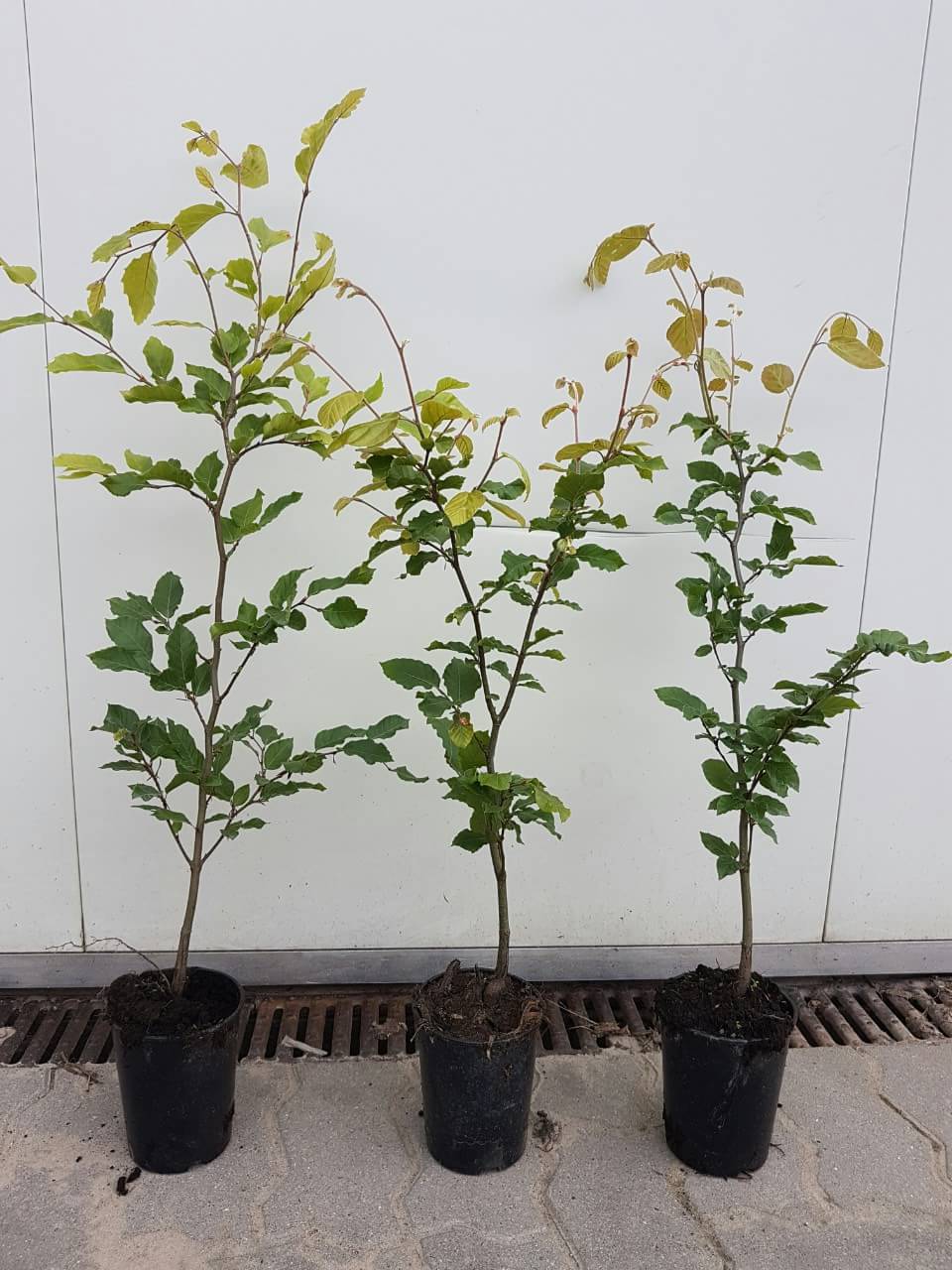 Rotbuche (Fagus sylvatica) Topf/Container/Quickpot online kaufen bei HS  Baum